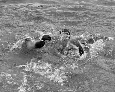 Mallards8336 copy.jpg