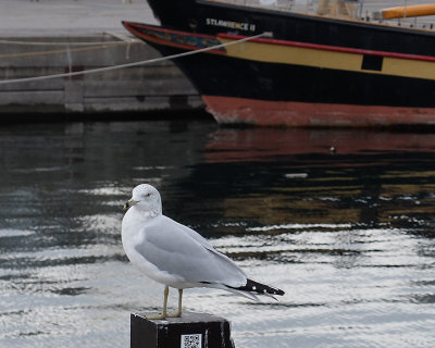 Ring-billed Gull 8515 copy.jpg
