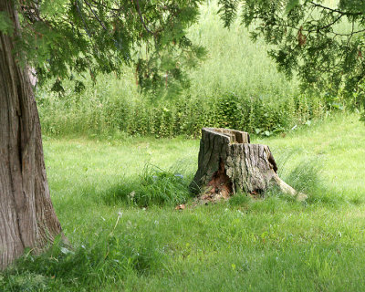 Once I Was A Tree 02527 copy.jpg