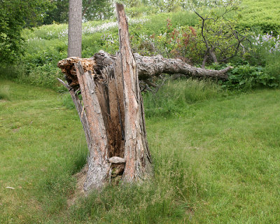 Once I Was A Tree 02531 copy.jpg