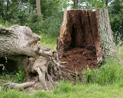 Once I Was A Tree 02554 copy.jpg