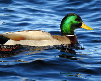 Mallards 0111 copy.jpg