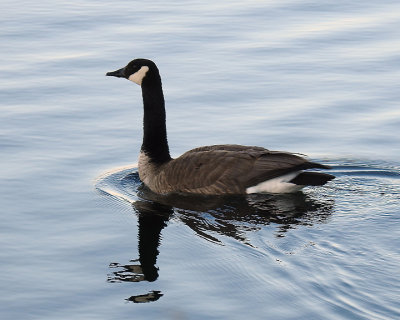 Canada Goose 0010 copy.jpg