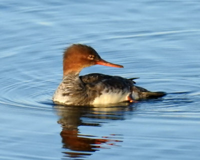 Merganser 0024 copy.jpg