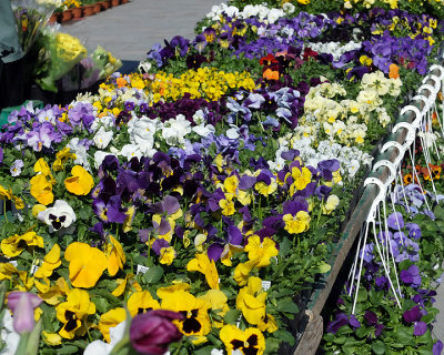 Kingston Farmers Market 1014 copy.jpg