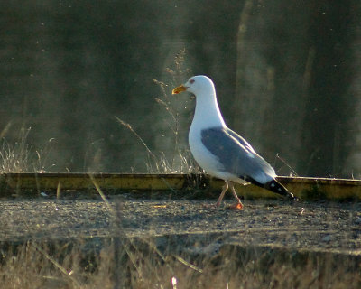 Herring Gull 07412 copy.jpg