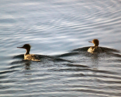 Mergansers 07418 copy.jpg