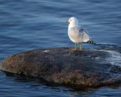 Ring-billed Gull 07576 copy.jpg