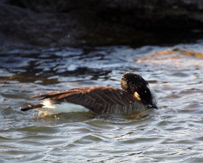 Canada Goose 07631 copy.jpg