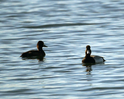 Greater Scaup 07619 copy.jpg