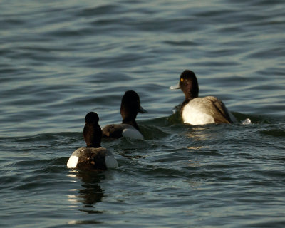 Greater Scaup 07622 copy.jpg