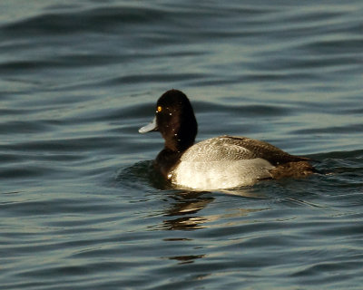 Greater Scaup 07624 copy.jpg