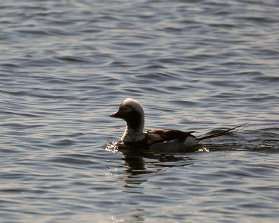 Longtailed Duck 07705 copy.jpg