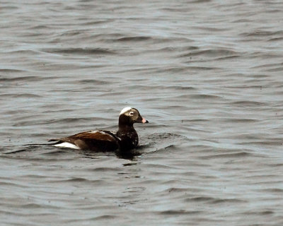 Long-tailed Duck 07726 copy.jpg