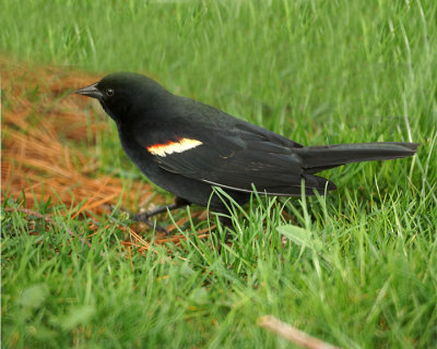 Red-winged Blackbird 07757 copy.jpg