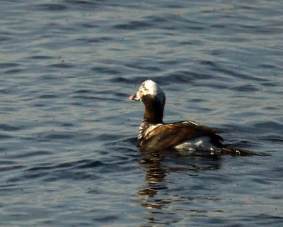 Long-tailed Duck 07779 copy.jpg