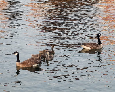 Canada Geese 1463 copy.jpg