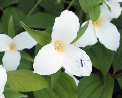 Trilliums 1431 copy.jpg