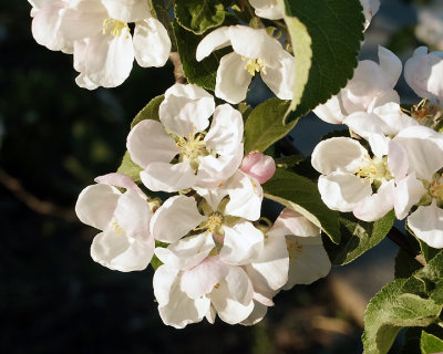 Apple Blossoms 1445 copy.jpg