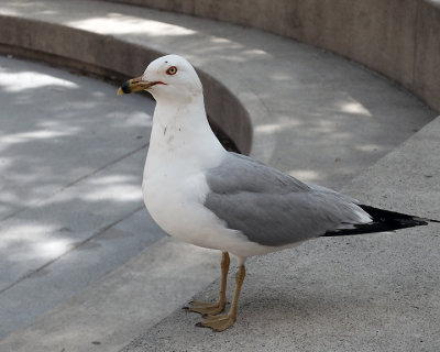 Ring-billed Gull 1754 copy.jpg