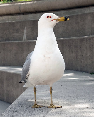 Ring-billed Gull 1756 copy.jpg