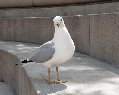 Ring-billed Gull 1759 copy.jpg