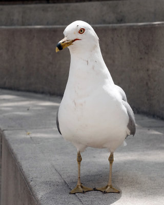 Ring-billed Gull 1760 copy.jpg