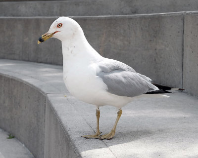 Ring-billed Gull 1762 copy.jpg
