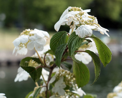 Apple Blossoms  1781 copy.jpg