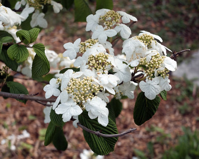 Apple Blossoms 1783 copy.jpg