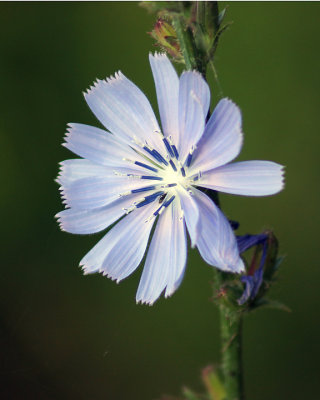 Chicory 08497 copy.jpg