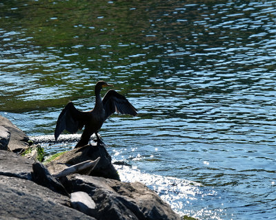 Cormorants 2340 copy.jpg