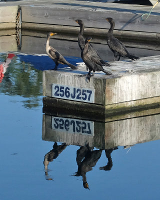 Cormorants 2328 copy.jpg