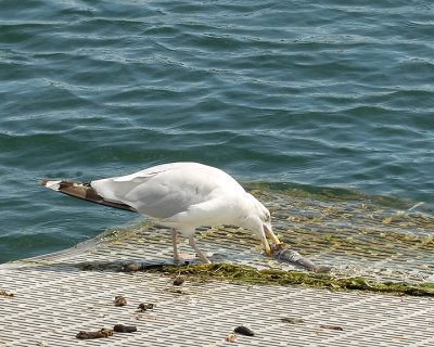 Herring Gulls   2616 copy.jpg