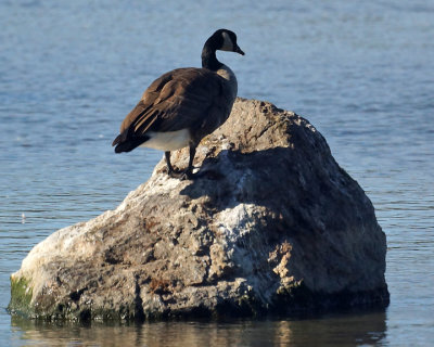 Canada Geese 06738 copy.jpg