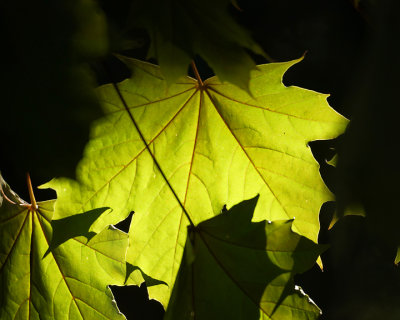 Leaf Peeping  06773 copy.jpg