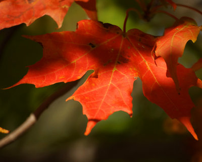 Leaf Peeping 06729 copy.jpg