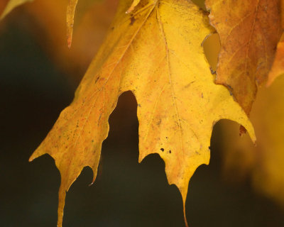 Leaf Peeping 01850 copy.jpg