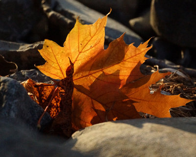 Leaf Peeping 01892 copy.jpg