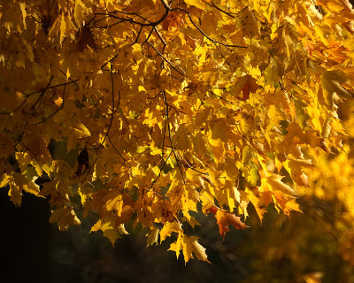 Leaf Peeping 01896 copy.jpg