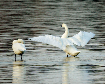 Swans 01822 copy.jpg