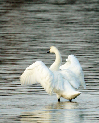 Swans 01823 copy.jpg