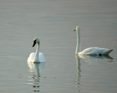Swans 01825 copy.jpg