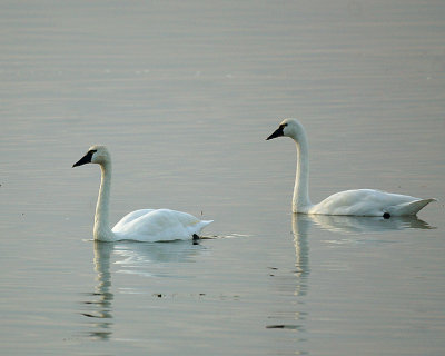 Swans 01828 copy.jpg
