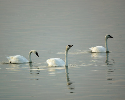 Swans 01831 copy.jpg