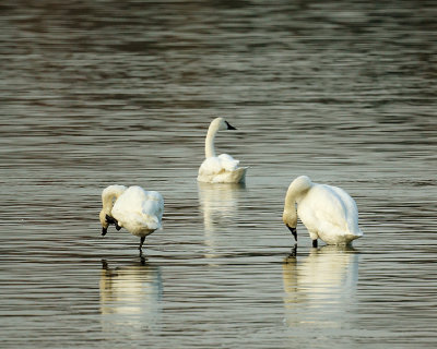 Swans 01835 copy.jpg