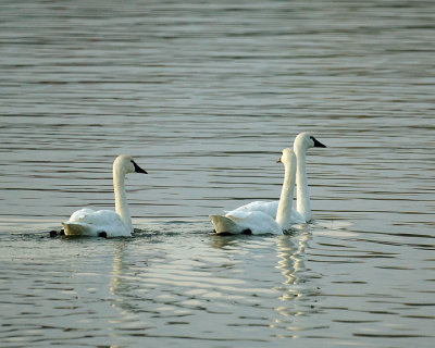 Swans 01840 copy.jpg