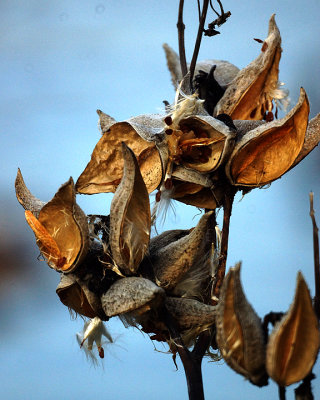 Milkweed  01863 copy.jpg