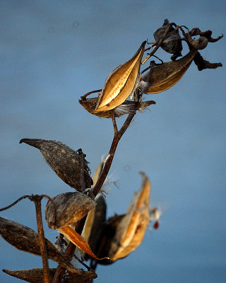 Milkweed  01865 copy.jpg