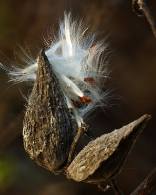 Milkweed  01881 copy.jpg